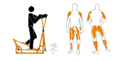 machine de musculation pour les jambes et les abdos